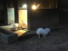 -清迈夜间动物园