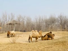 -北京野生动物园