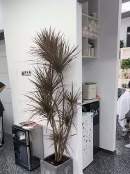 -飞梵造型