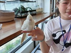 -吉丁鸟咖·异宠·寄养