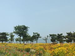 -小麦岛公园