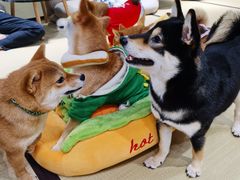 -逗柴咖啡屋·狗咖猫咖宠物桌游