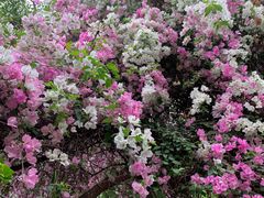 -深圳国际园林花卉博览园