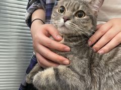 -伟伟宠物医院·CT影像中心·瑞派犬猫综合性门诊(汉口总院)