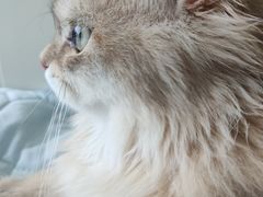 -青奢宠物·青奢猫舍