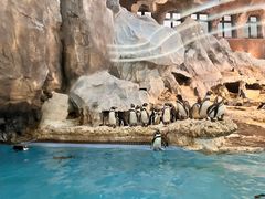 -帝企鹅自助餐厅•儿童岛•真企鹅(长隆企鹅酒店)