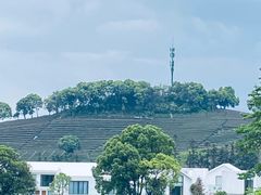 -龙坞茶村