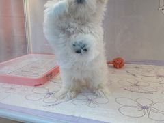 -翊宠yipet猫狗购宠庄园犬舍•猫舍