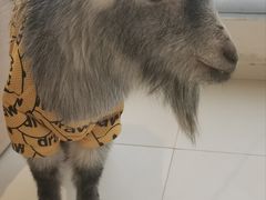 -怪兽屋·羊驼·猫咖·狗咖(俊华广场店)