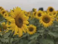 -映月湖中央公园