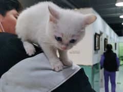 -欧奕国际动物医院