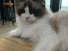 -猫咪咖啡·猫咖(万达广场店)