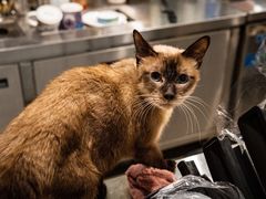 -飞行喵MR PILOT|猫舍·猫咖(静安大融城店)