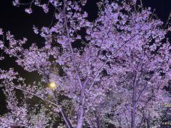 -西北湖绿化广场