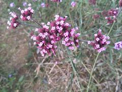 -羊亭河湿地公园