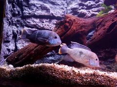 -上海海洋水族馆
