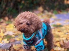 -宠福鑫动物医院(望京分院)