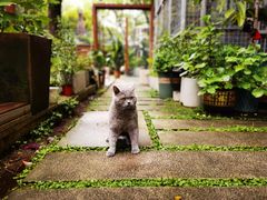 -谷咖啡·鲜花绿植花园餐厅