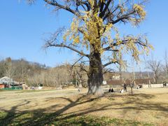 -千年银杏谷文化旅游区