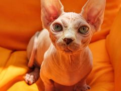 -飞行喵MR PILOT|猫舍·猫咖(静安大融城店)