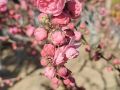 -大兴滨河森林公园