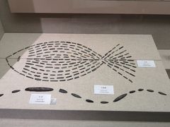 -巴音郭楞蒙古自治州博物馆
