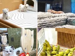 -帕帕拉兹宠物(亚洲旗舰店)