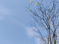 -黄山鲁森林公园