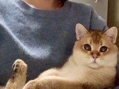 -猫十亿·布偶金渐层·曼基康矮脚猫舍(青年路店)