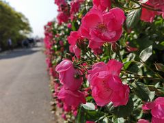 -上海滨江森林公园