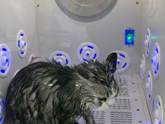 -爱洗澡的猫(望京店)