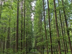 -黄海国家森林公园