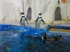 -太平洋海底世界