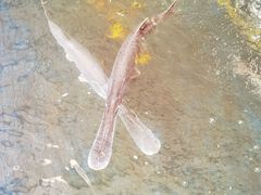 -鸿渡渔庄·特色鸭咀鱼