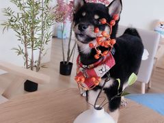 -柴犬小屋·柴餐厅·狗咖食堂(金鼎广场店)