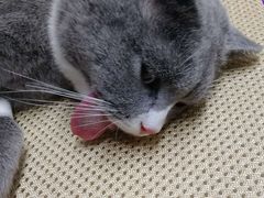 -纳吉亚猫专科动物医院·北北分院