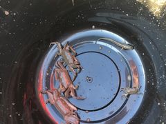 -南汇新城海滩