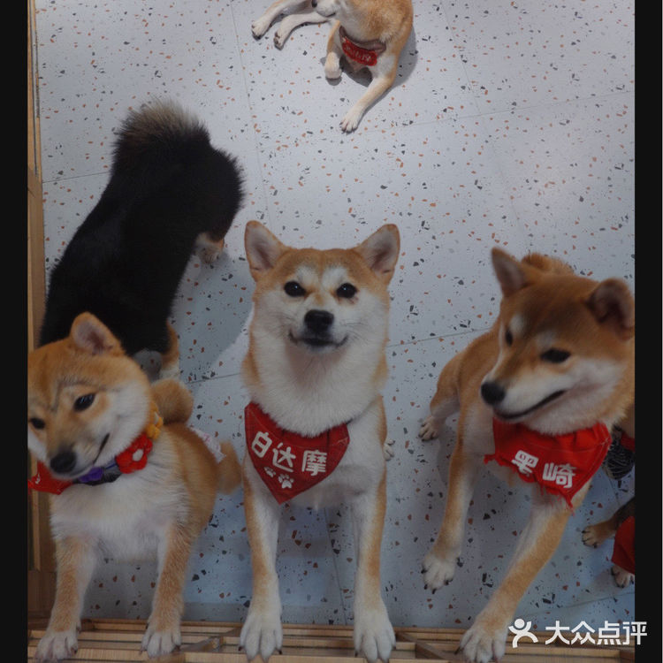 柴喵双全｜才貌双全