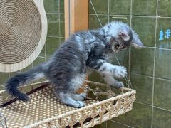 -帕帕拉兹宠物(亚洲旗舰店)