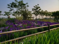 -上海长兴岛郊野公园