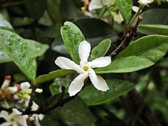 -上海佘山国家森林公园天马山园