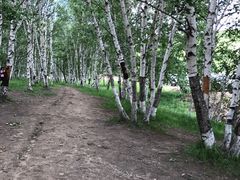 -乌兰布统景区-白桦林