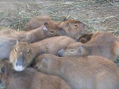 -西霞口神雕山野生动物世界