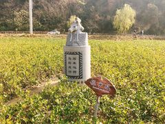-千年银杏谷文化旅游区