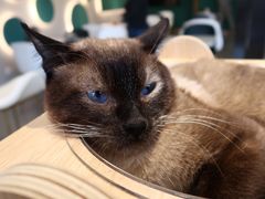 -飞行喵MR PILOT|猫舍·猫咖(静安大融城店)