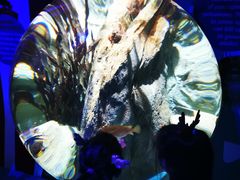 -悉尼海洋生物水族馆