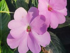 -中国科学院华南植物园