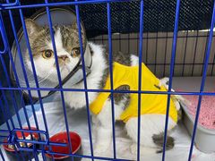 -喜多萌中农锦绣动物医院24H·猫科·牙科MRI·CT