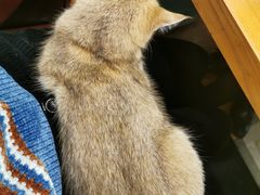-猫小院猫主题餐厅(三里屯店)