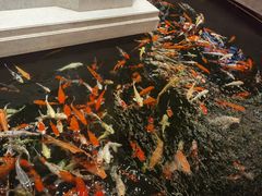 -龙悦湾酒家·八阵鱼生·渔人码头店